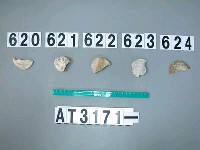 藏品(芋螺貝)的圖片